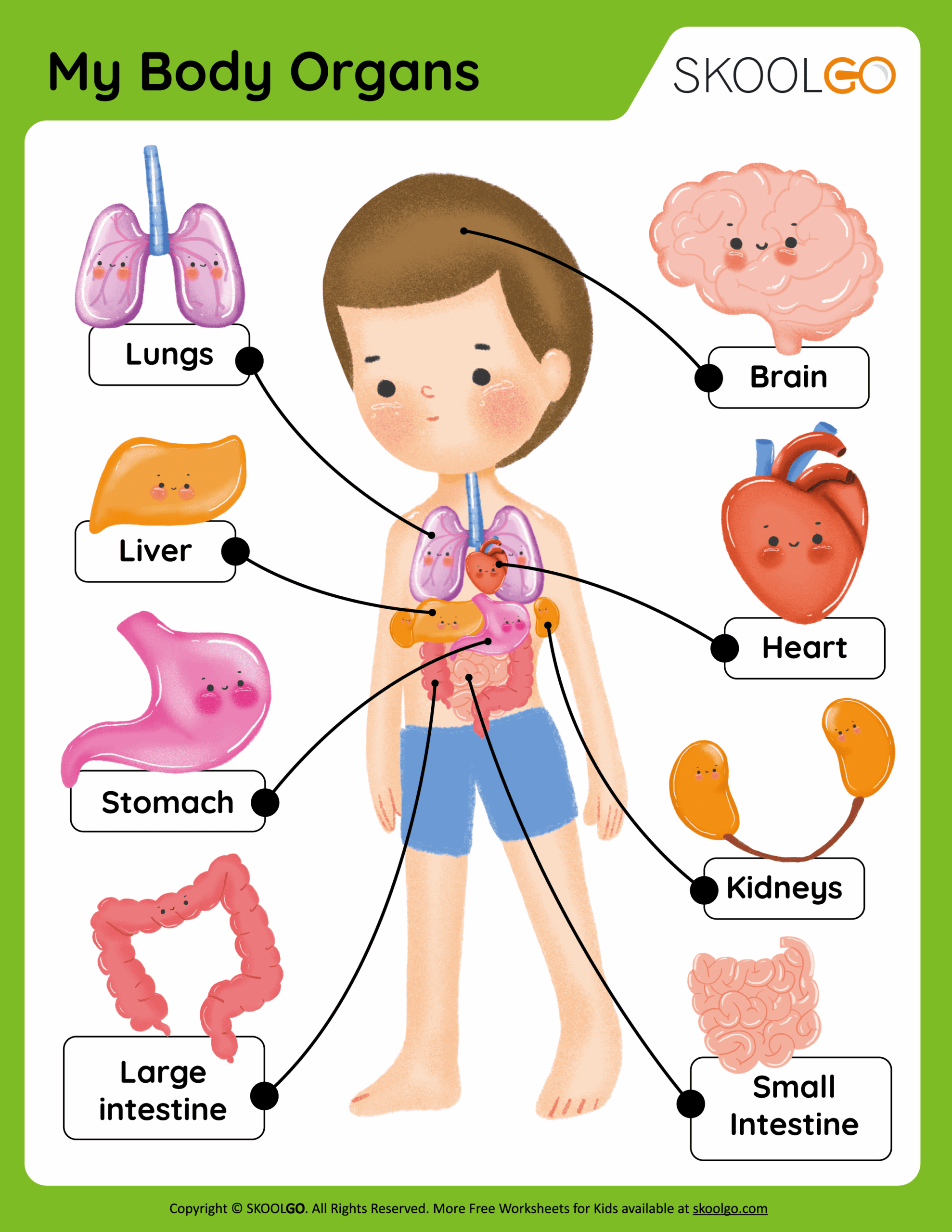 My Body Organs Free Worksheets SKOOLGO