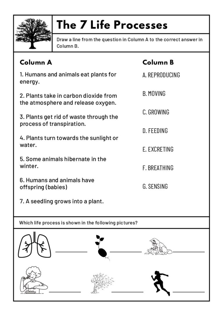 Natural Sciences U0026 Technology Grade 4 Worksheets Teacha
