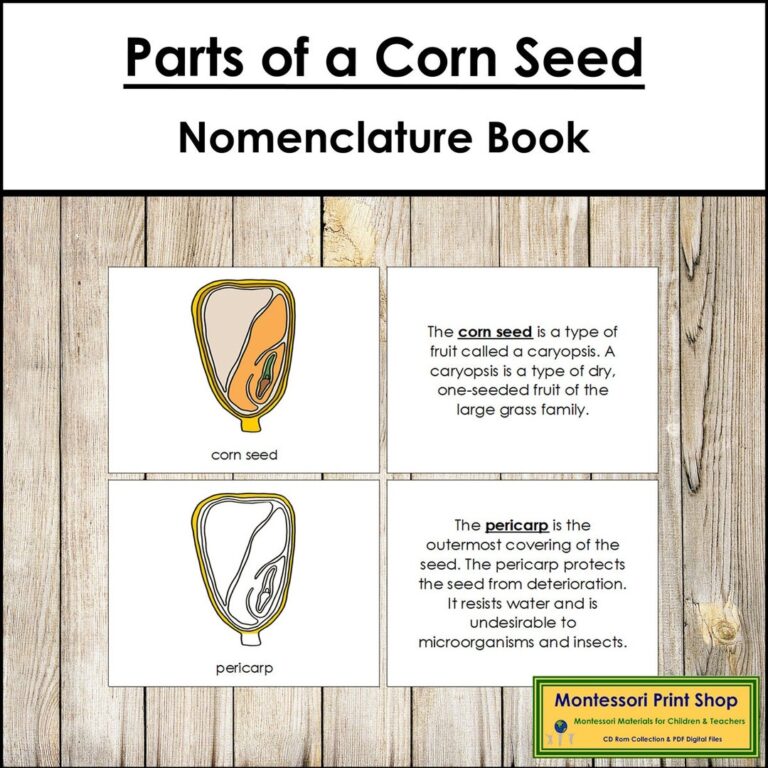Parts Of A Corn Seed Nomenclature Book Montessori Botany Printable Montessori Materials Digital Download Etsy Israel