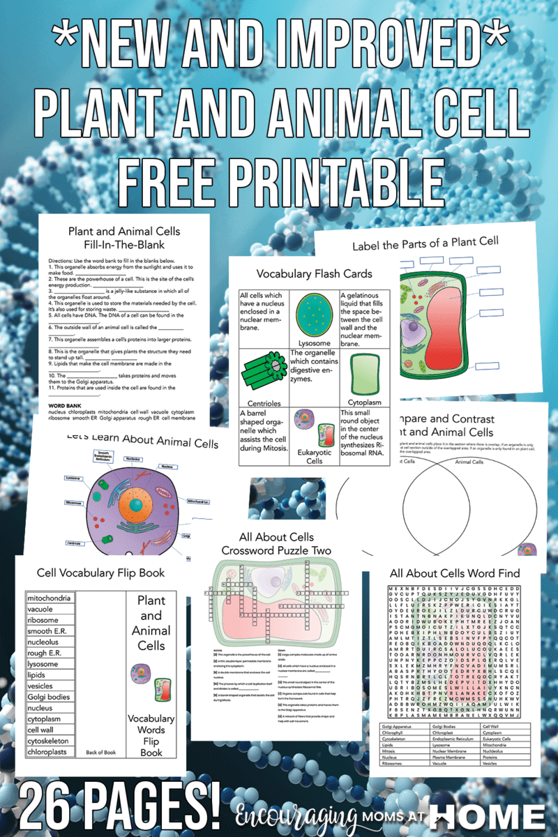 Plant And Animal Cell Worksheets And Animal Cell Project Grade 6