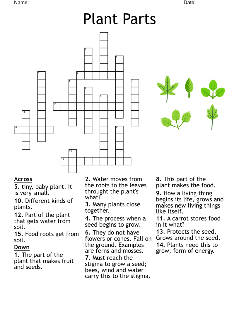 Free Worksheets On Classifying Leaves Printable