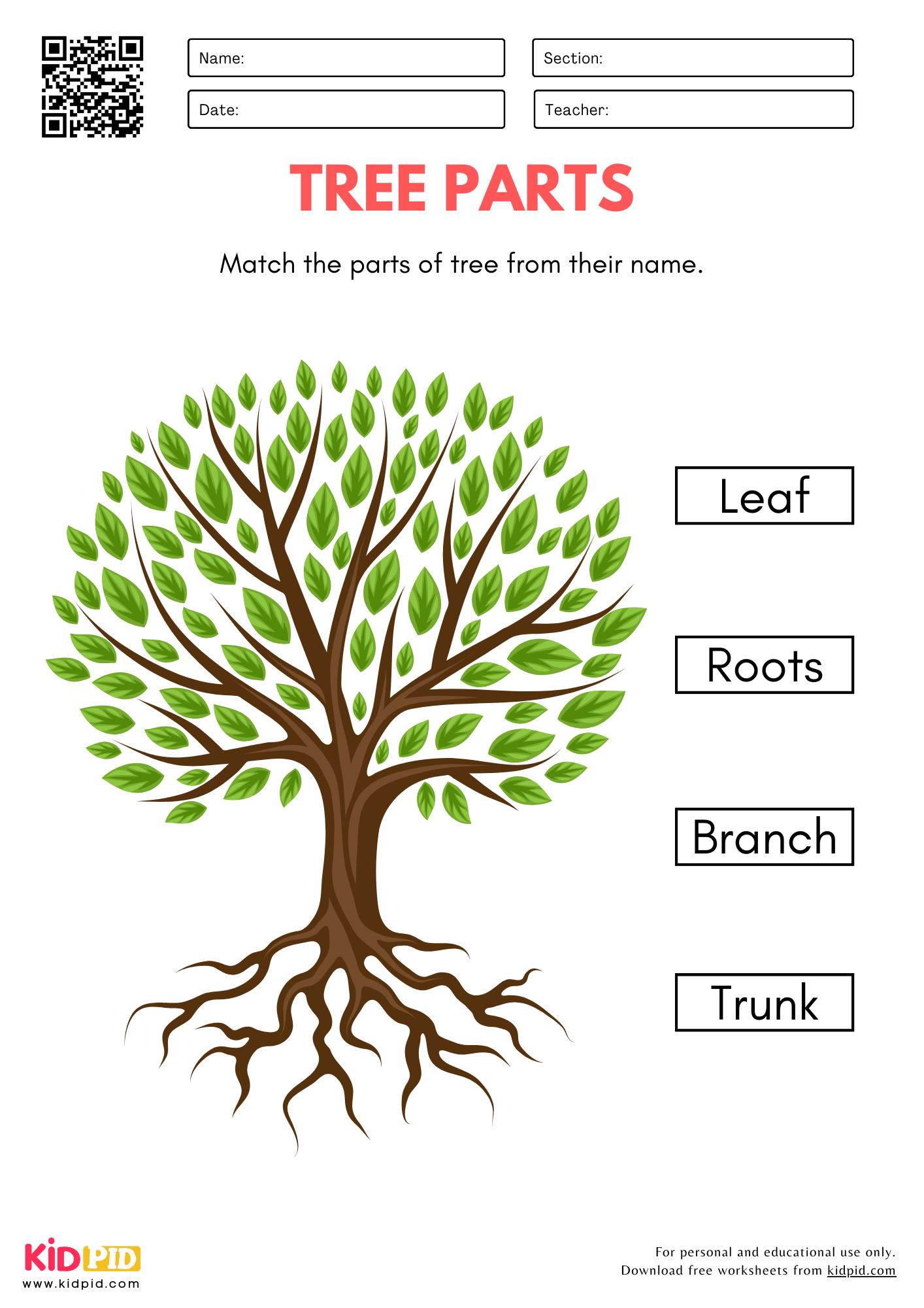 Plant Parts Worksheet For Kindergarten Kidpid