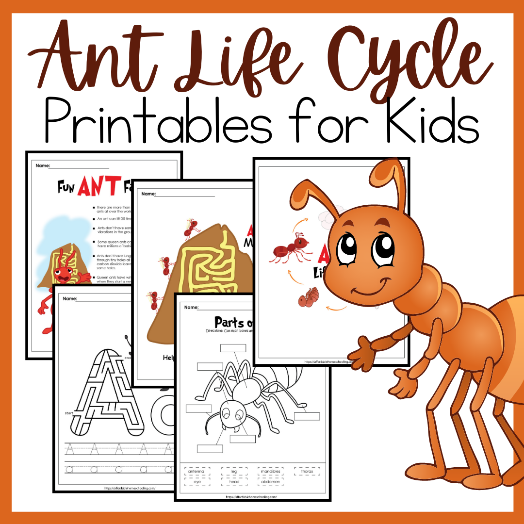 Printable Ant Life Cycle Activities For Kids