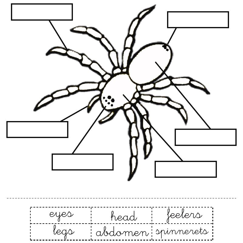 Printable Worksheet Parts Of A Spider Activity For Young Learners Printable Worksheet Parts Of A Spider Activity For Young Learners