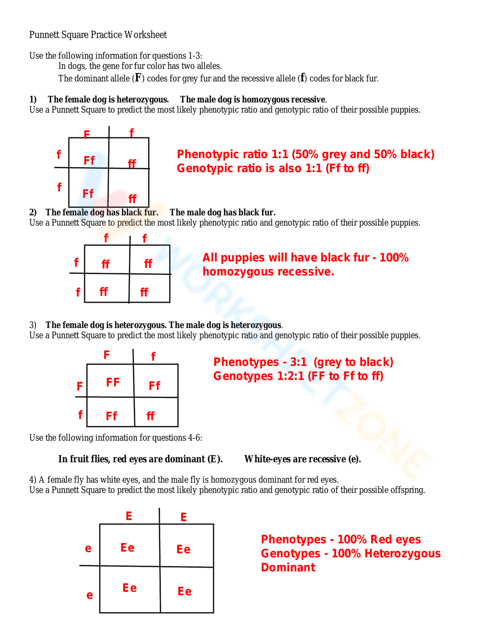 Punnett Square Practice Worksheets 2025