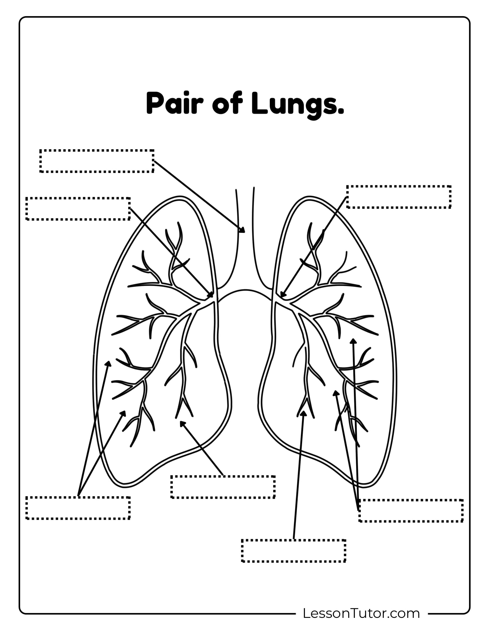 Respiratory System Printable Free Coloring Pages PDF Printables And Worksheets Lesson Tutor Respiratory System Printable Free Coloring Pages PDF Printables And Worksheets Lesson Tutor