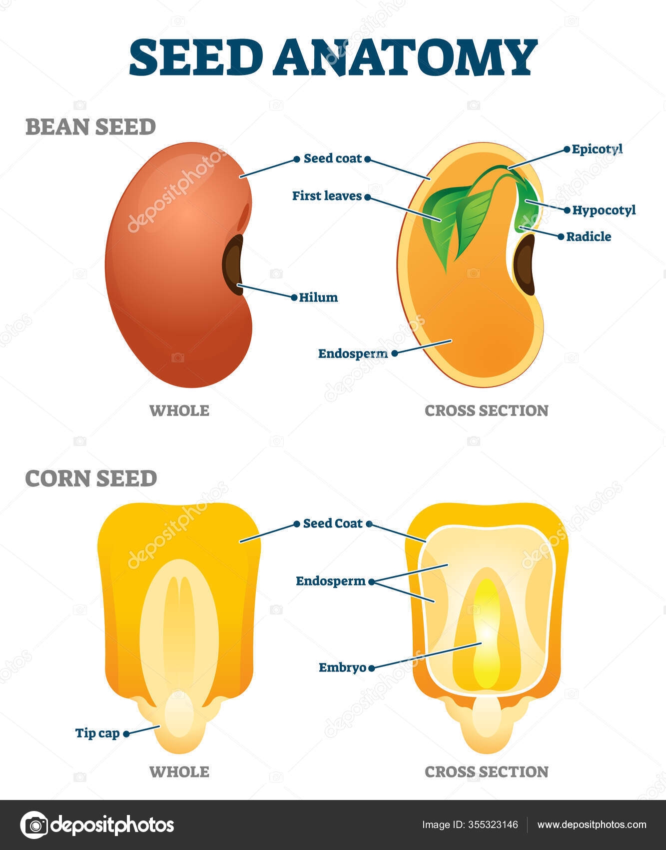 Seed Anatomy Vector Illustration Labeled Educational Botany Seed Anatomy Vector Illustration Labeled Educational Botany