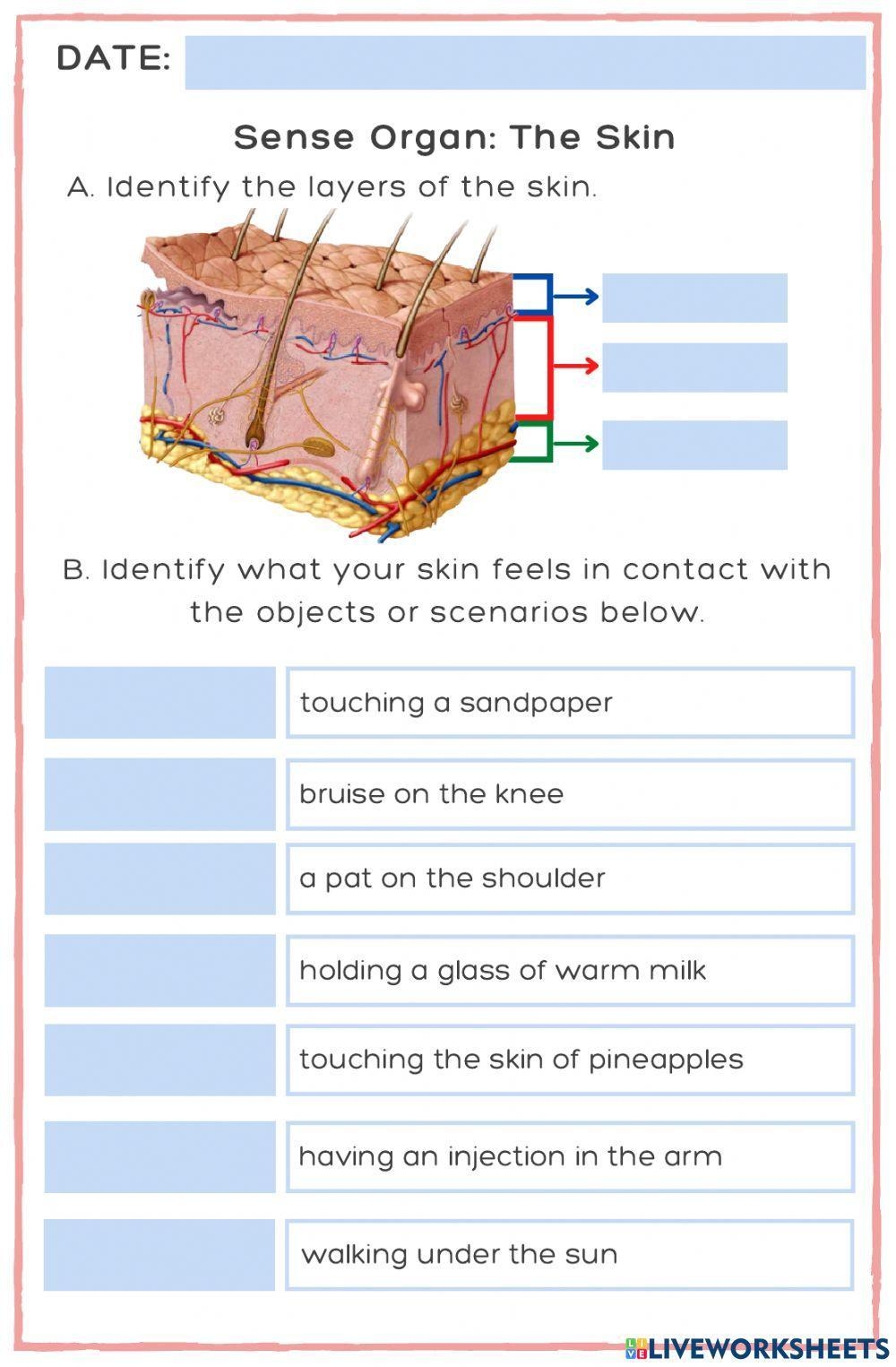 Sense Organ The Skin Worksheet Live Worksheets Worksheets Library