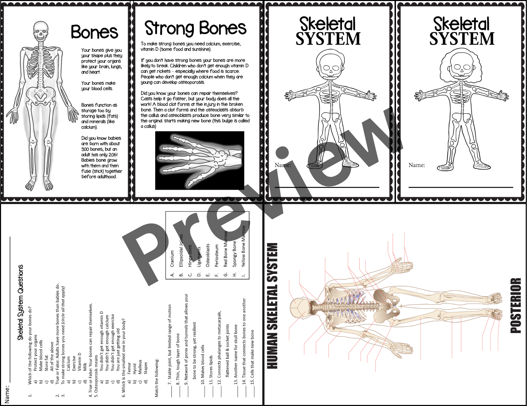 Skeletal System Activities Passages U0026 Worksheets Skeleton Unit U0026 Human Body Teaching Resources