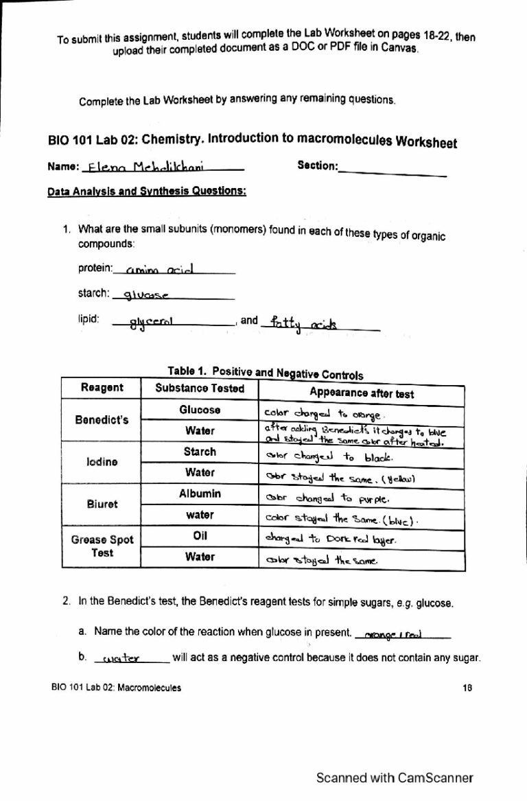 SOLUTION Introduction To Macromolecules Worksheet Bio 101 