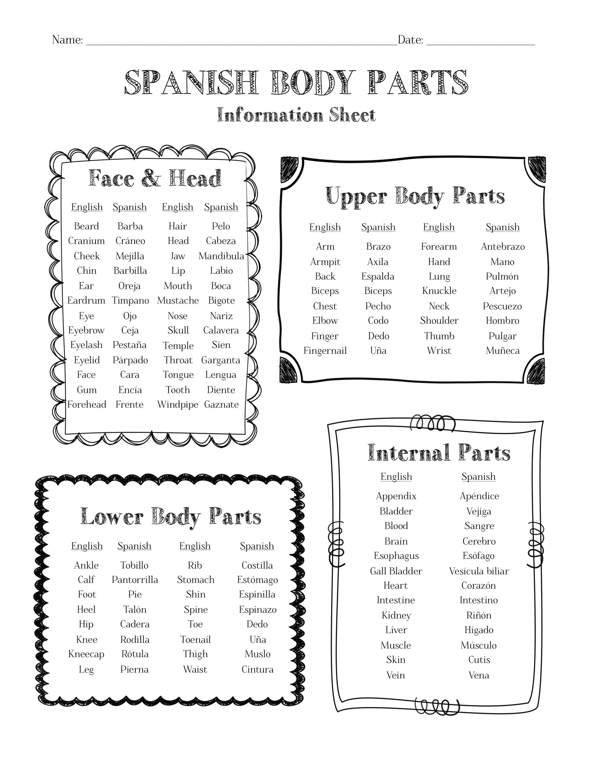 Spanish Body Parts Information Sheet Worksheet And Answer Key 