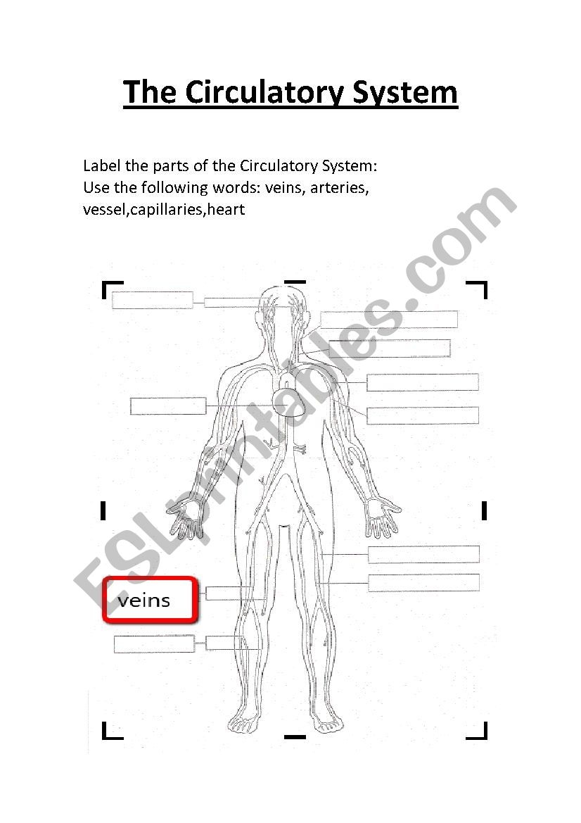 Circulatory System Worksheet Free Printable