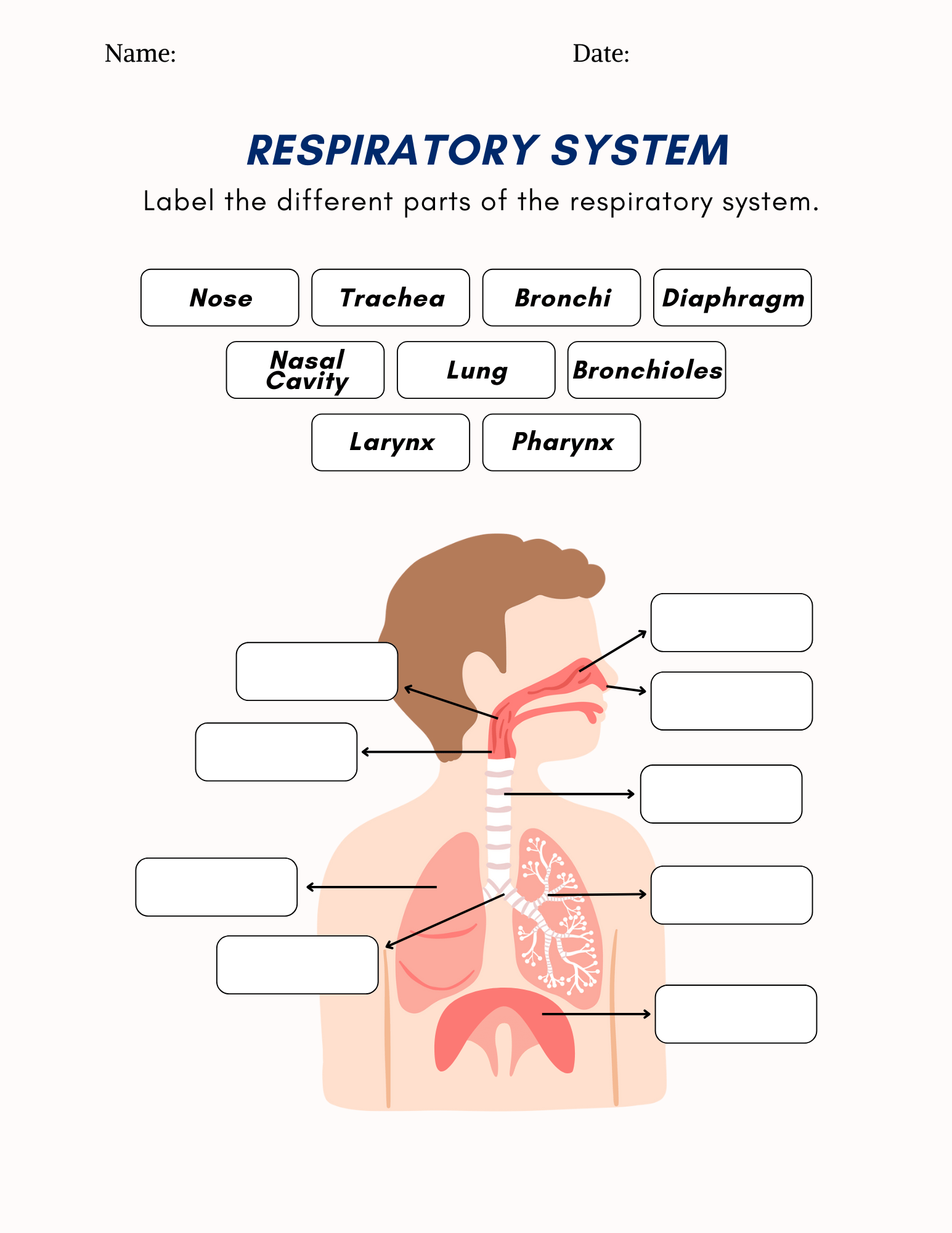 The Respiratory System Worksheet Education World The Respiratory System Worksheet Education World
