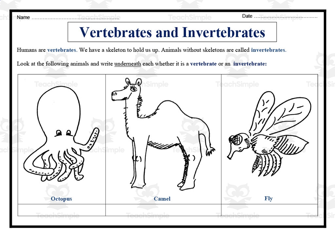 Vertebrates And Invertebrates Worksheet