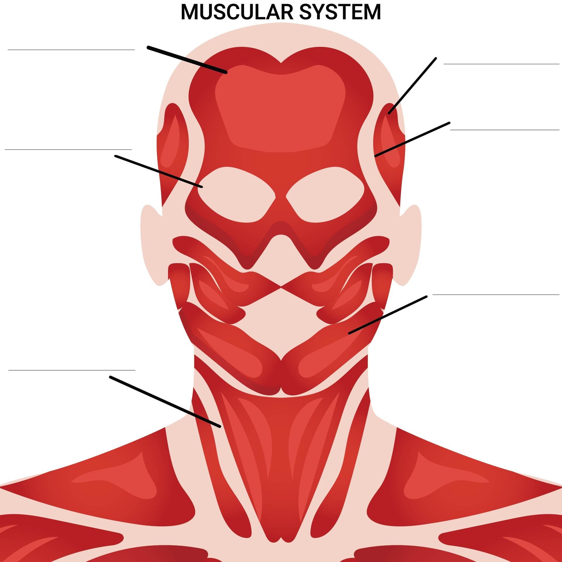 Free Printable Labeled Head Muscle Worksheets