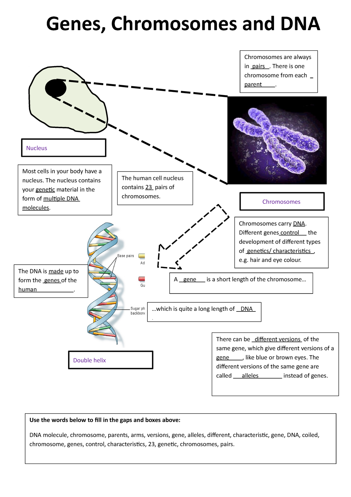 10 3 Worksheet Read Well Chromosomes Are Always In Pairs Worksheets Library 10 3 Worksheet Read Well Chromosomes Are Always In Pairs Worksheets Library