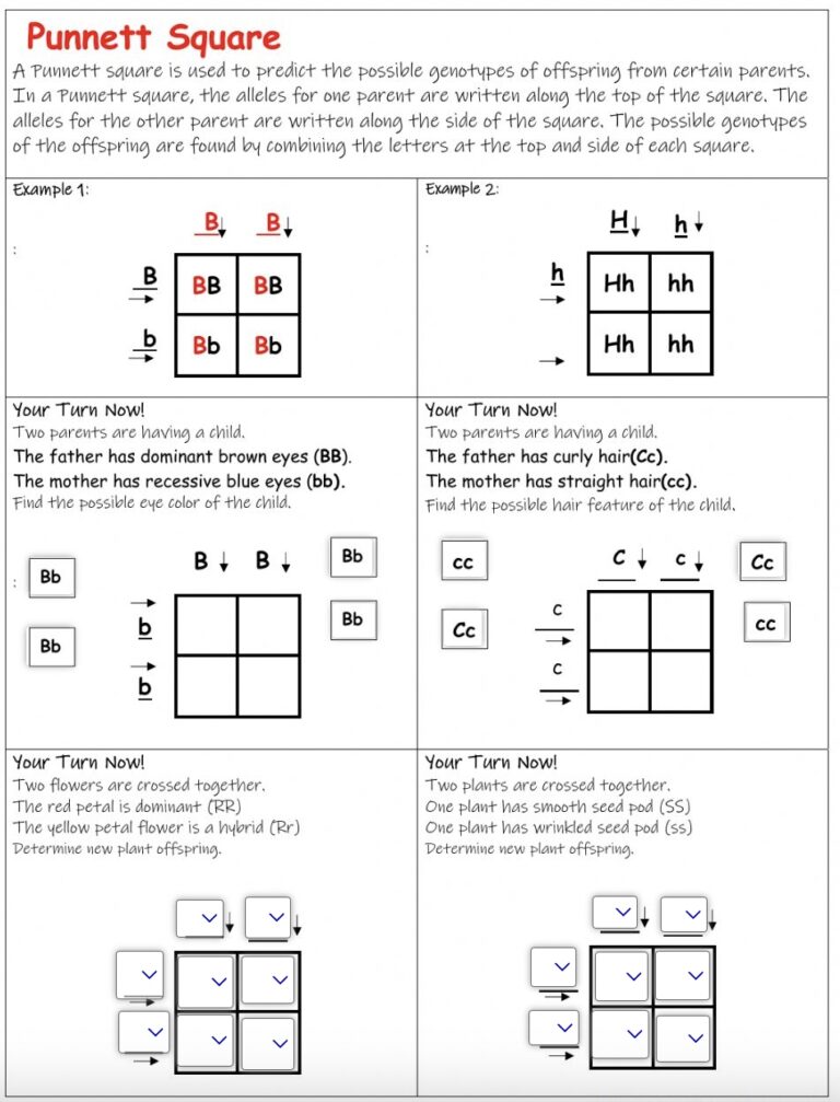 9 Hands On Worksheet Punnett Square Worksheet The Teach Simple Blog Worksheets Library