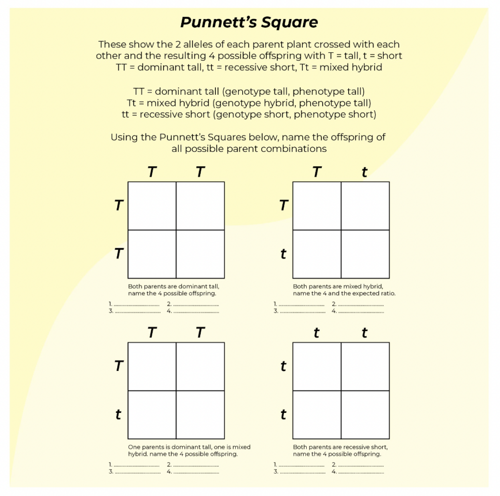 9 Hands On Worksheet Punnett Square Worksheet The Teach Simple Blog Worksheets Library 9 Hands On Worksheet Punnett Square Worksheet The Teach Simple Blog Worksheets Library