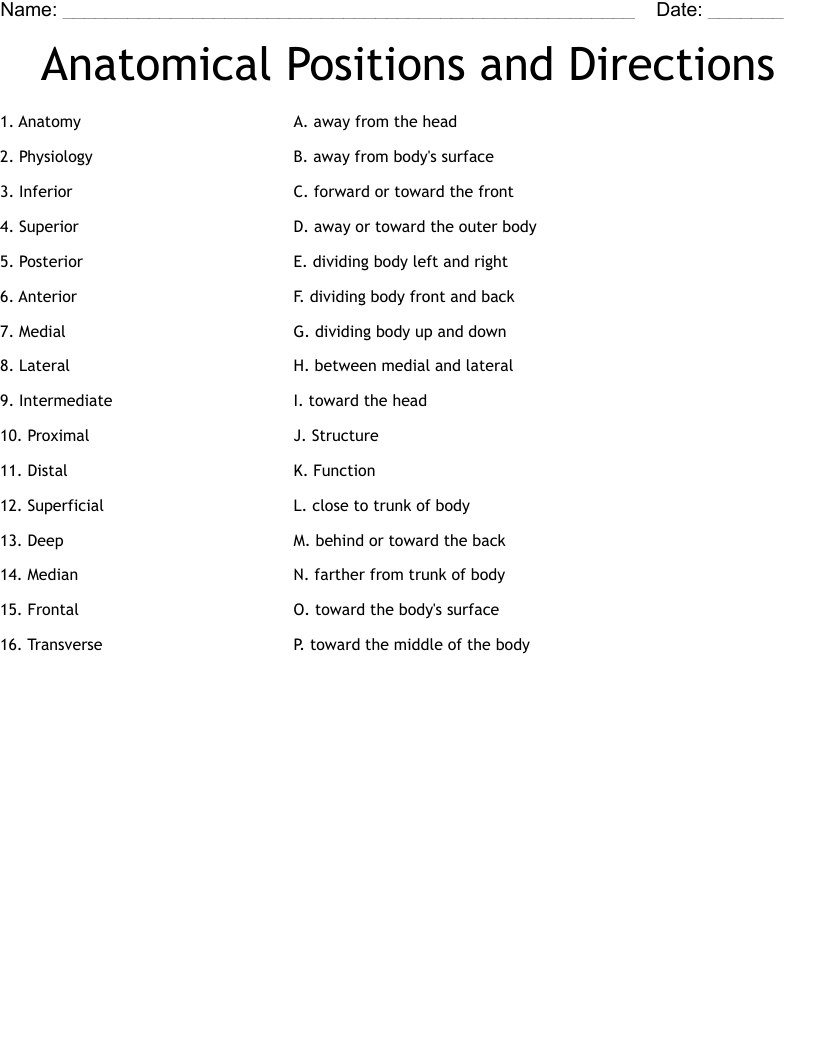 Anatomical Positions And Directions Worksheet WordMint Anatomical Positions And Directions Worksheet WordMint