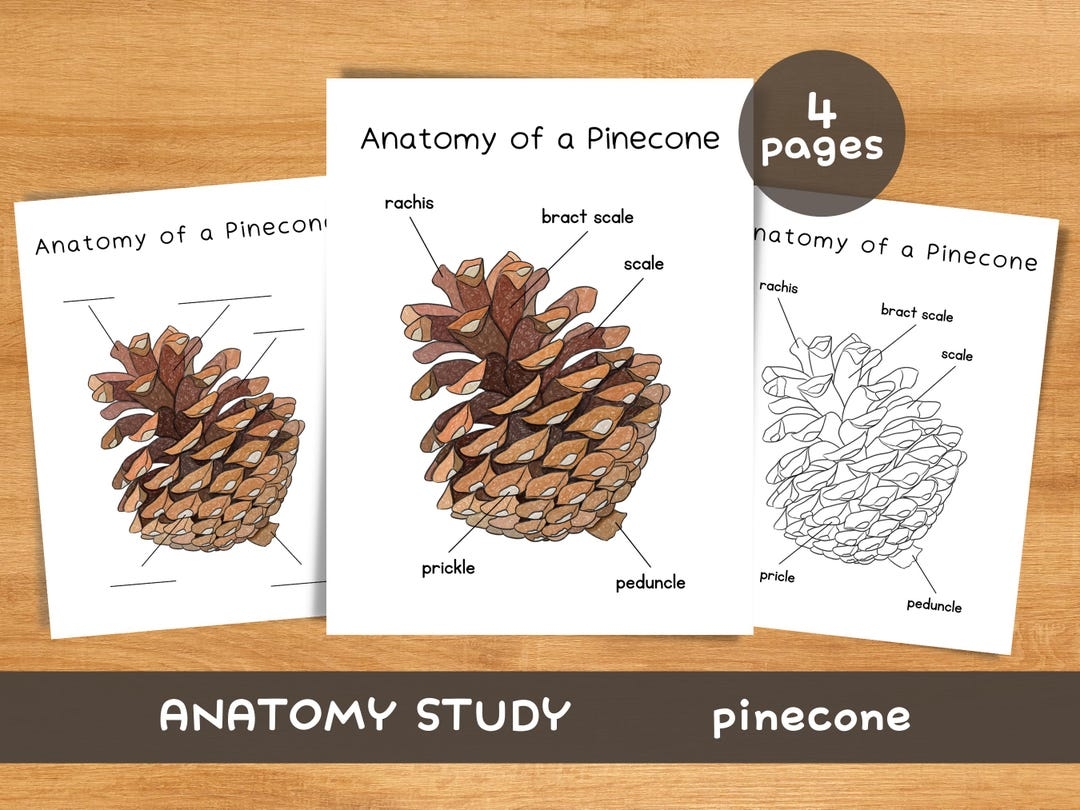 Anatomy Of A Pinecone Homeschool Resources Nature Winter School Botany Study Printable Parts Of A Pine Cone Conifers Tree Leaf Poster Etsy