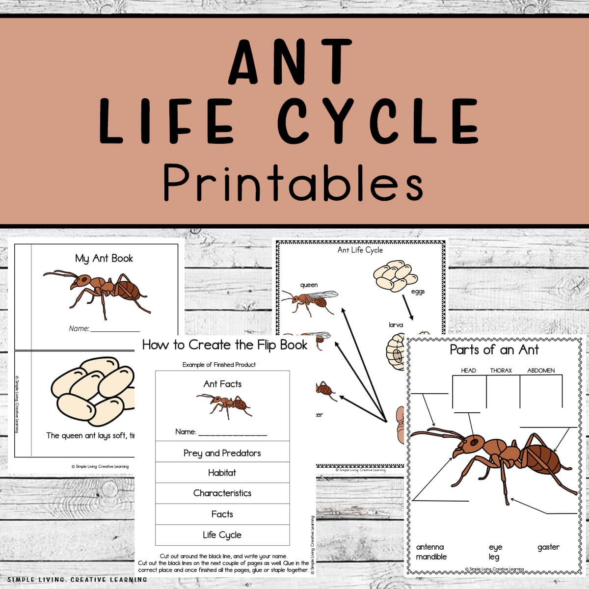 Free Ant Worksheets Printables