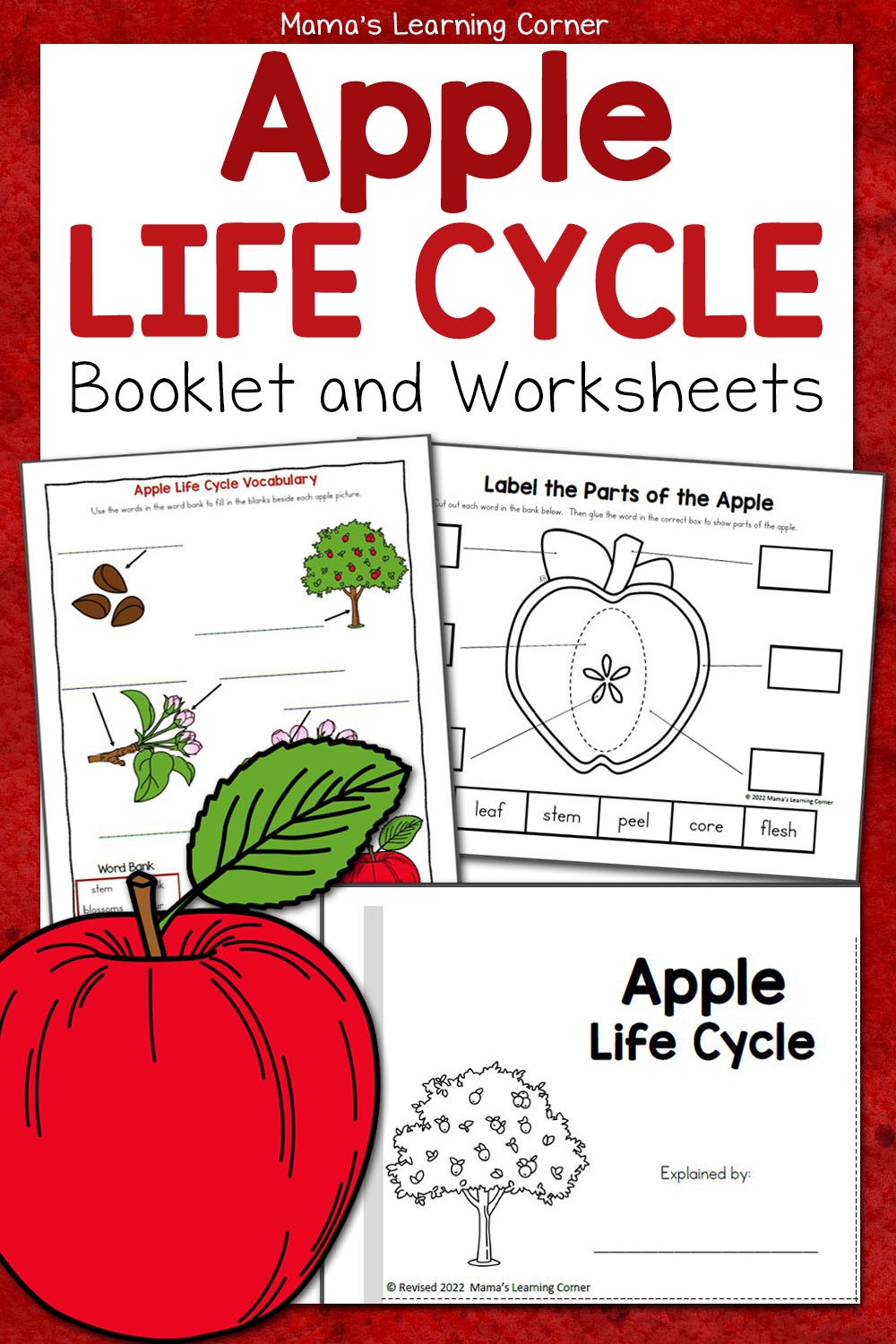 Apple Life Cycle Worksheets Mamas Learning Corner Apple Life Cycle Worksheets Mamas Learning Corner