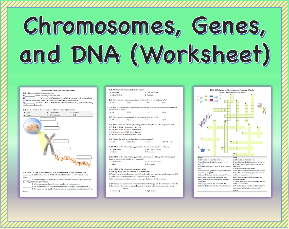 Chromosomes Genes And DNA Worksheet Printable And Distance Learning Made By Teachers Chromosomes Genes And DNA Worksheet Printable And Distance Learning Made By Teachers