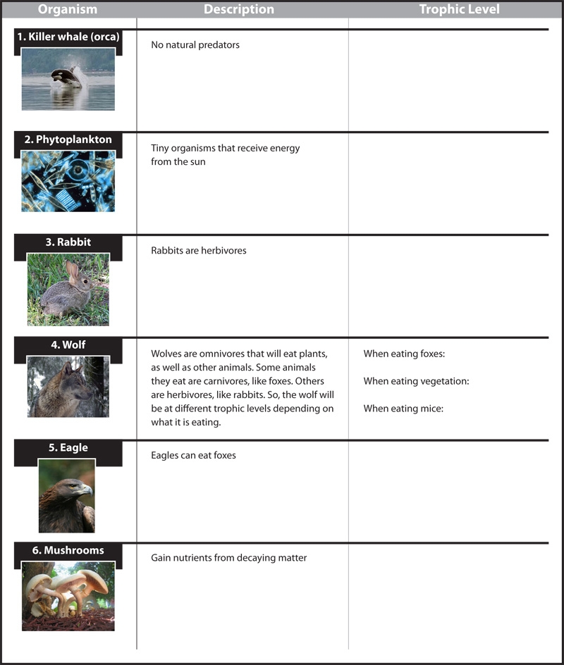 Ecology Worksheets High School Free Printable