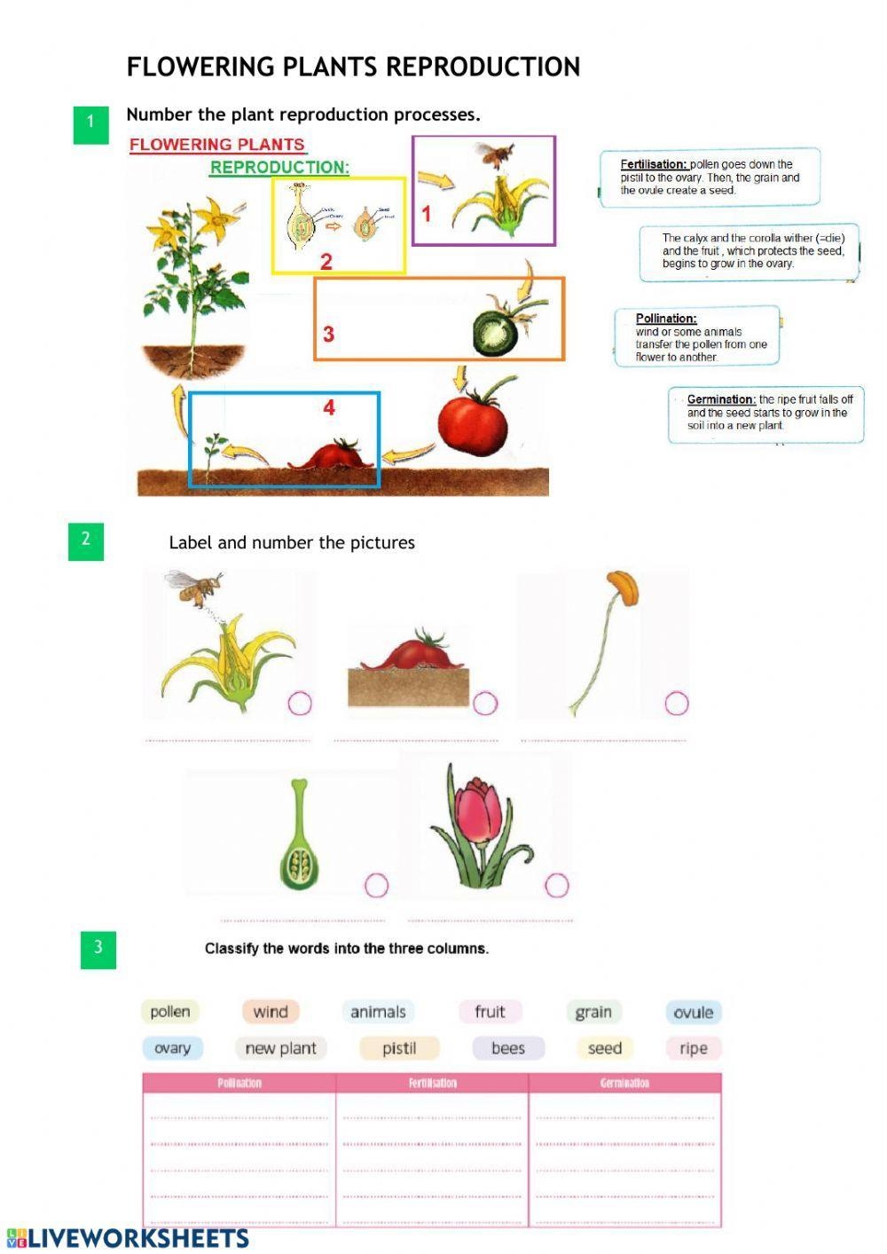 Free Printable Worksheets On Plant Reproduction