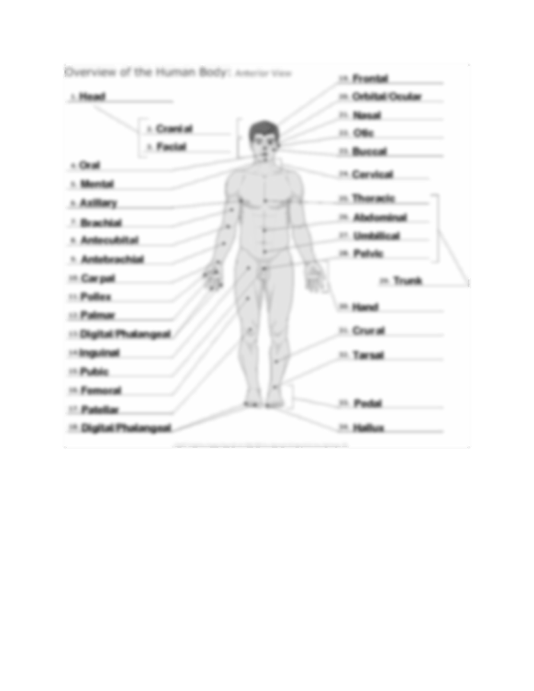 Free Anatomy Directional Terms Worksheet Download Free Anatomy Directional Terms Worksheet Png Images Free Worksheets On Clipart Library