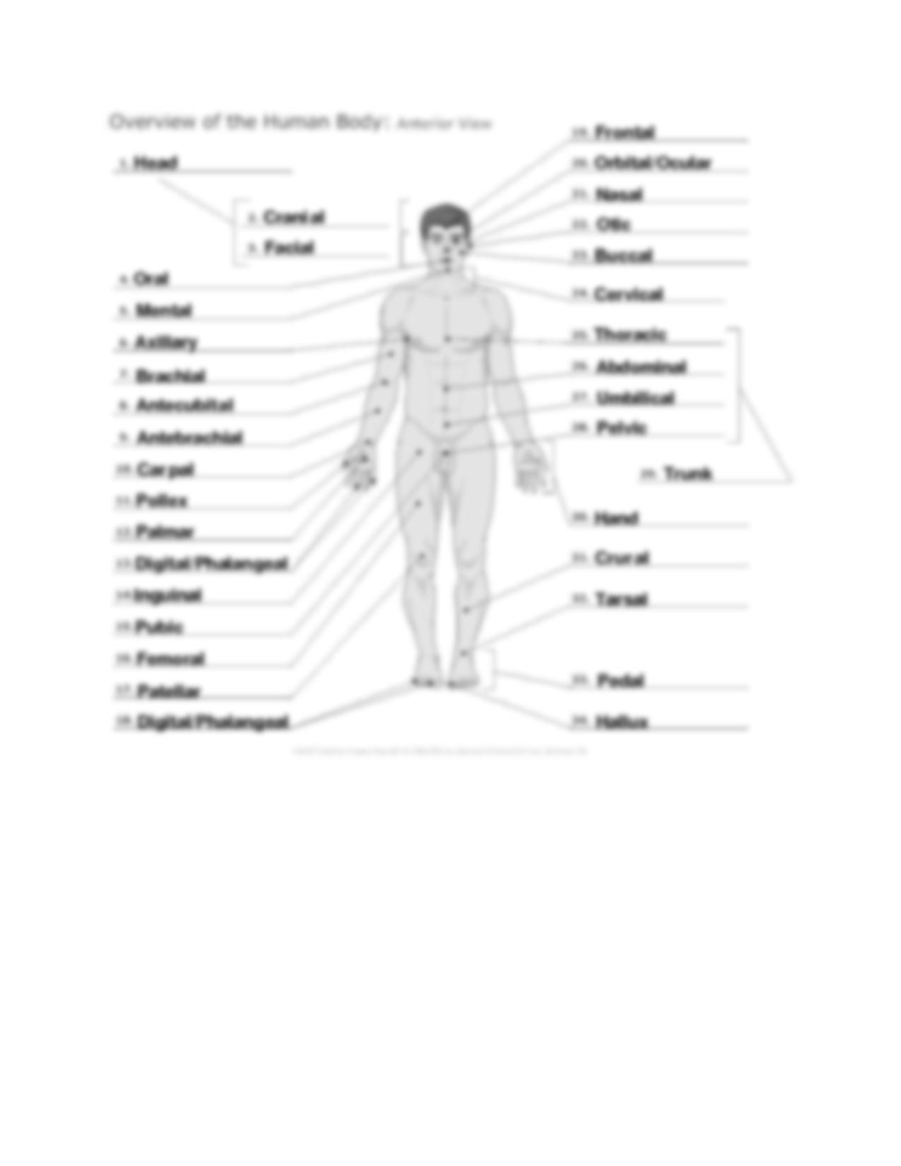 Free Anatomy Directional Terms Worksheet Download Free Anatomy Directional Terms Worksheet Png Images Free Worksheets On Clipart Library