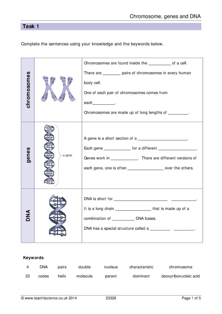 Free Printable Chromosome Worksheets - Printable Worksheets