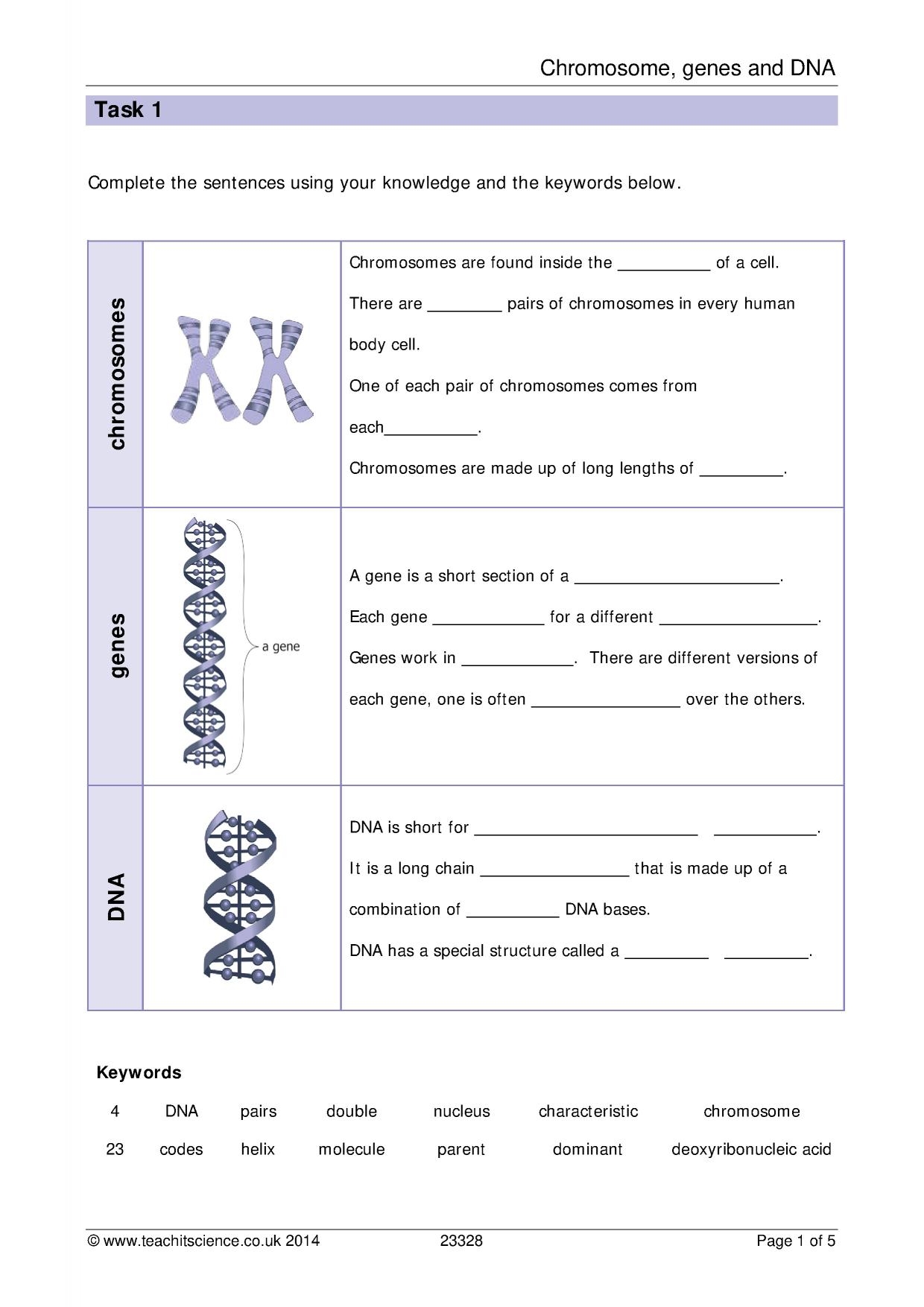 Free Genes And Chromosomes Worksheet Download Free Genes And Chromosomes Worksheet Png Images Free Worksheets On Clipart Library