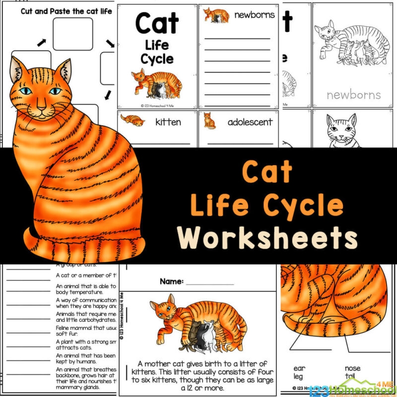  FREE Printable Cat Life Cycle For Kids Worksheets