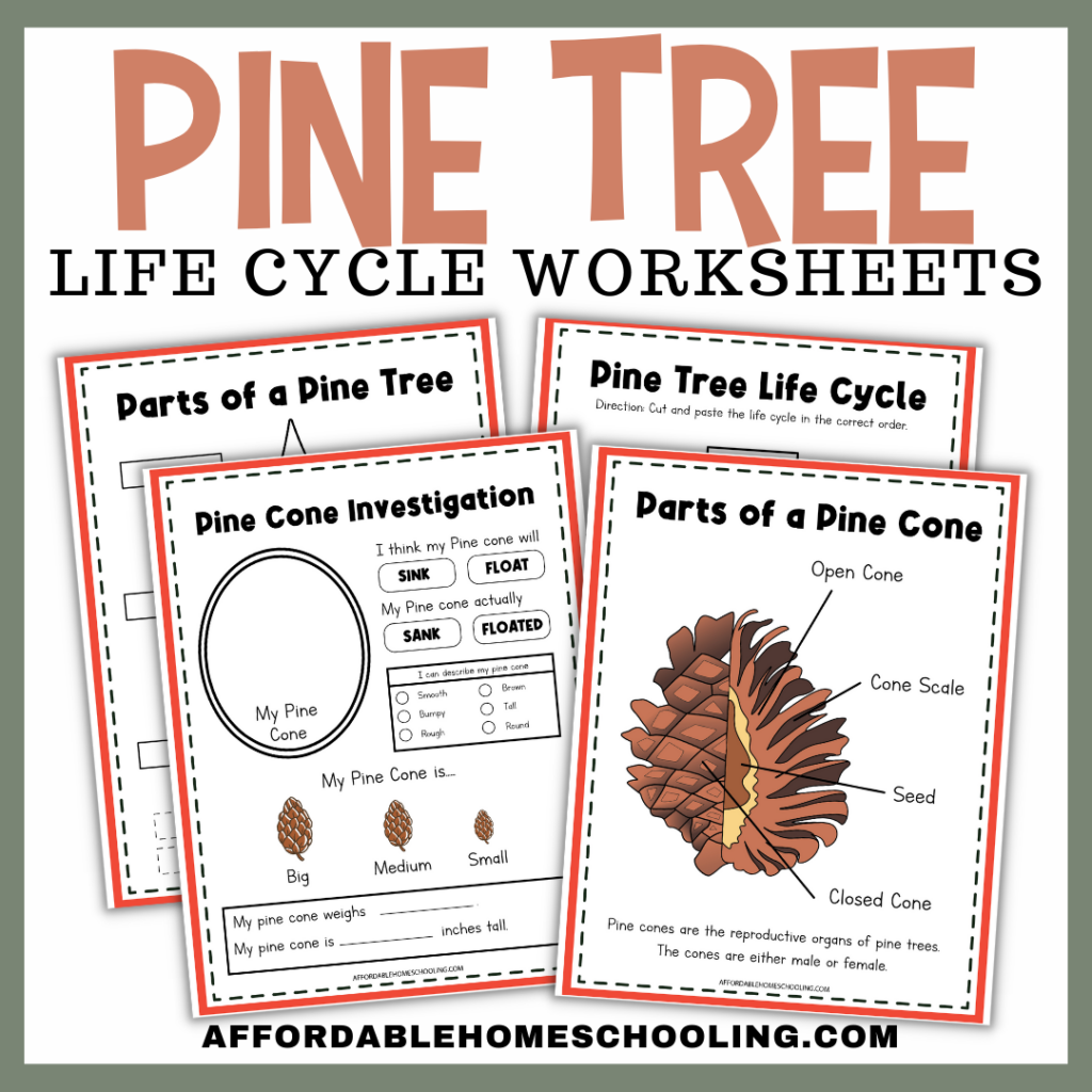 Free Printable Pine Cone Parts Worksheet