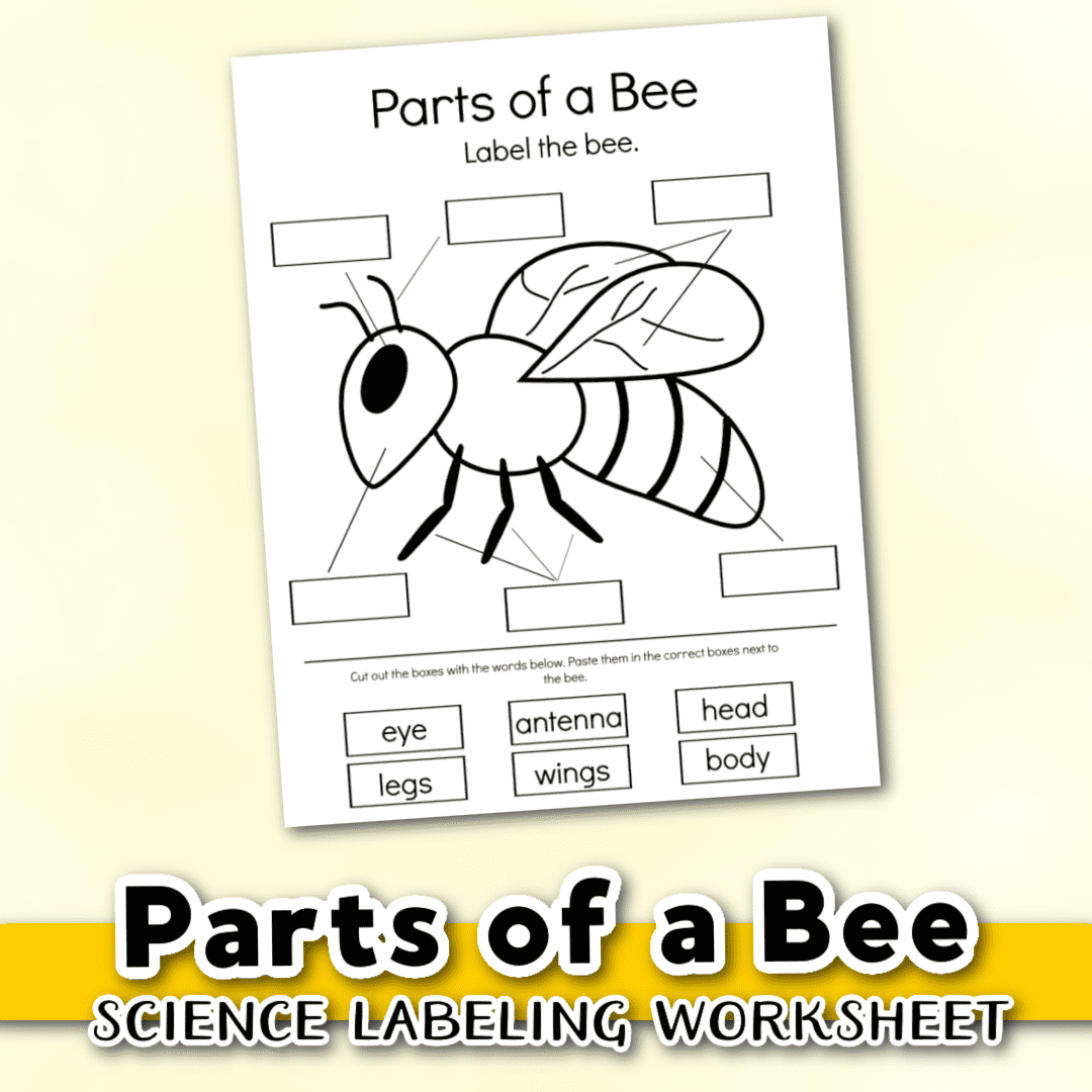 Free Printable Parts Of A Bee Preschool Worksheet Free Printable Parts Of A Bee Preschool Worksheet