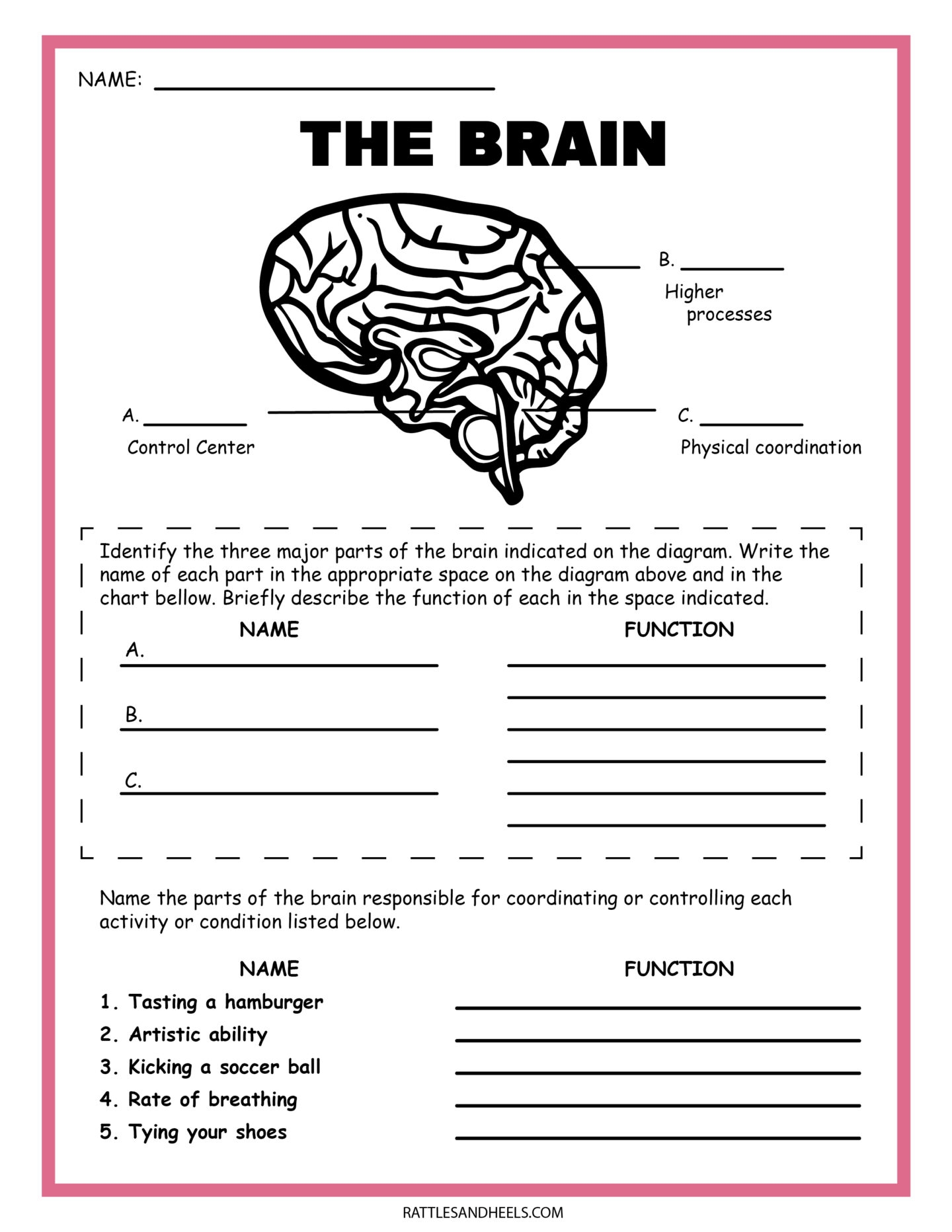 Free Science Worksheets The Nervous System Adanna Dill Free Science Worksheets The Nervous System Adanna Dill