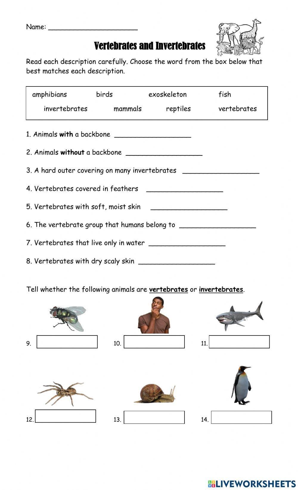 Free Vertebrates And Invertebrates Worksheet Download Free Vertebrates And Invertebrates Worksheet Png Images Free Worksheets On Clipart Library Free Vertebrates And Invertebrates Worksheet Download Free Vertebrates And Invertebrates Worksheet Png Images Free Worksheets On Clipart Library