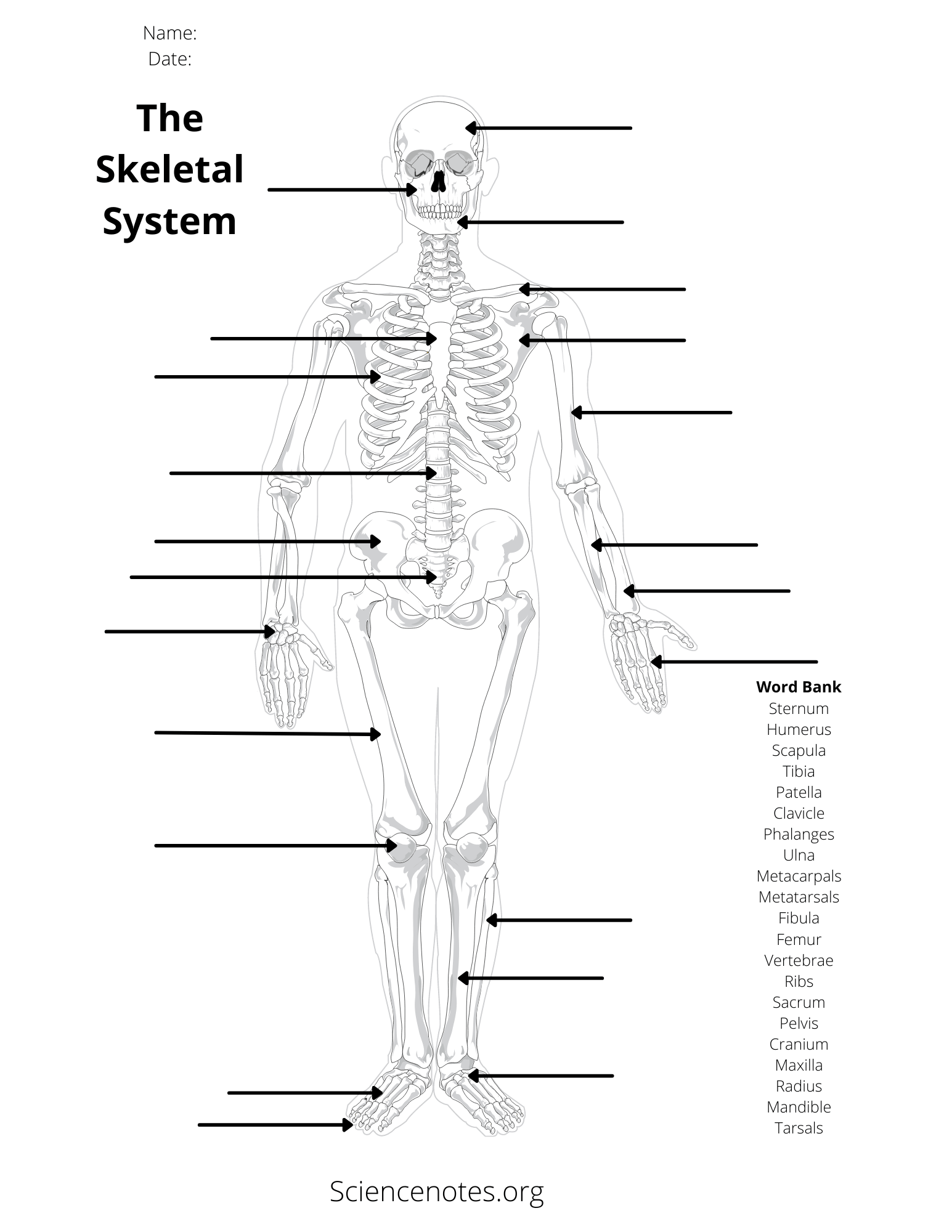 Free Printable Blank Anatomical Terms Worksheets Free Printable Blank Anatomical Terms Worksheets