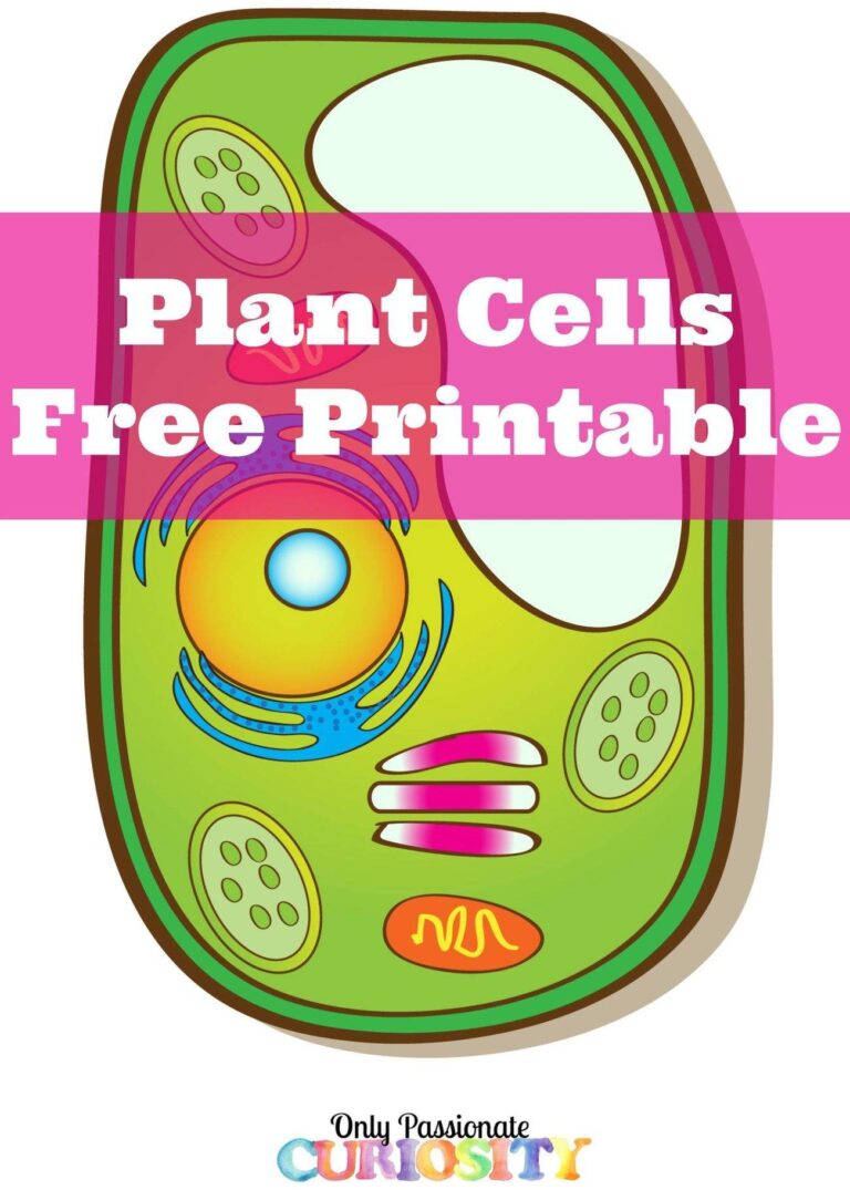 Learning About Plant Cells Free Printable Only Passionate Curiosity