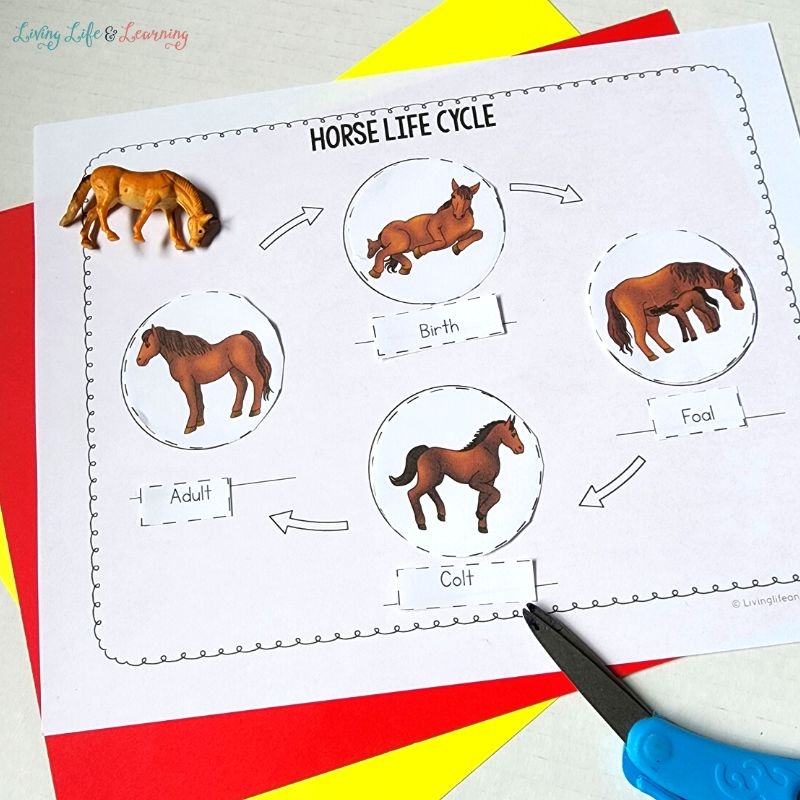 Horse Facts Free Printable Worksheet