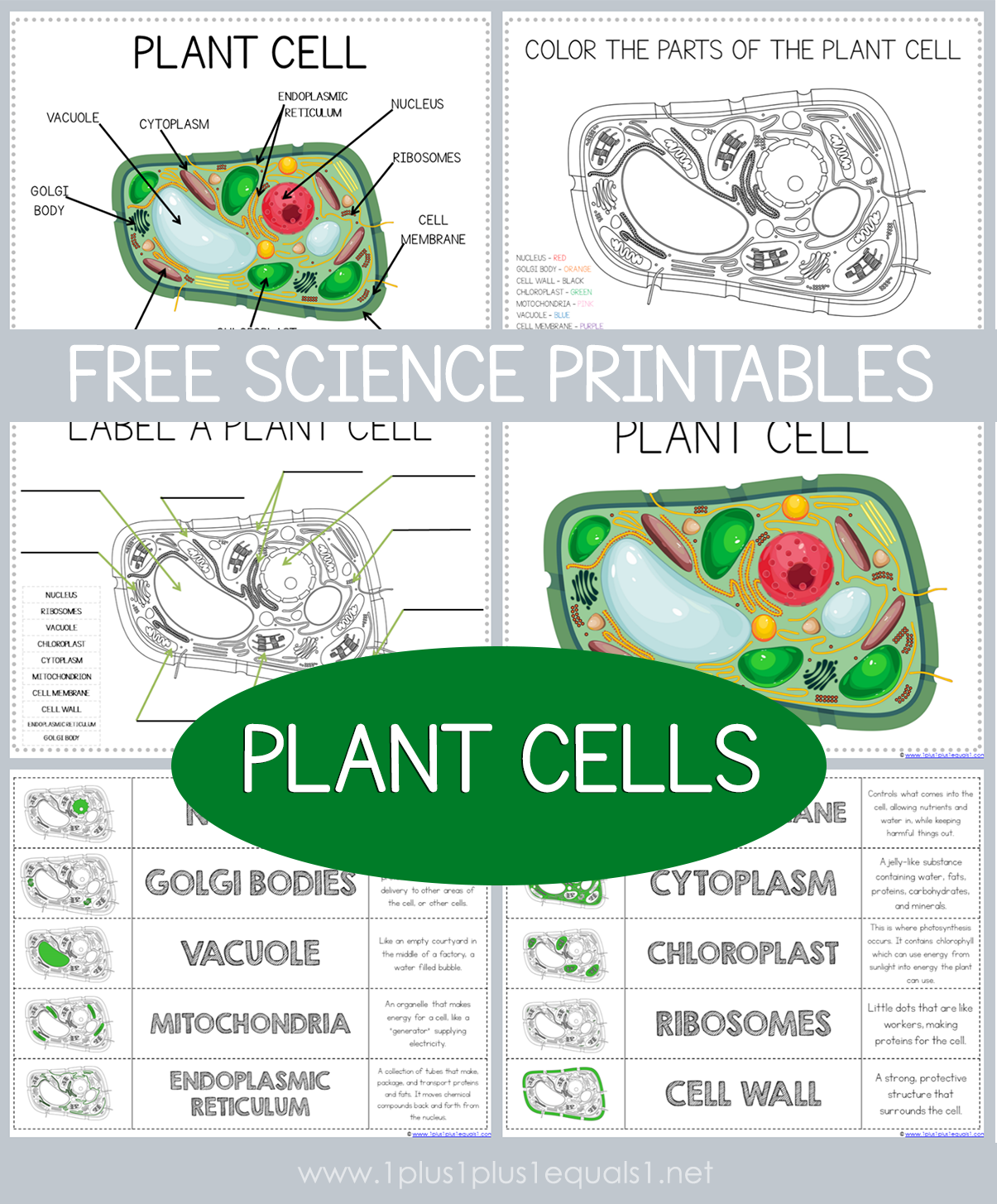 Free Printable Worksheet Plant Cell