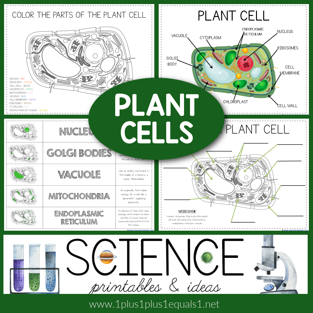 Life Science Printables Plant Cells 1 1 1u003d1