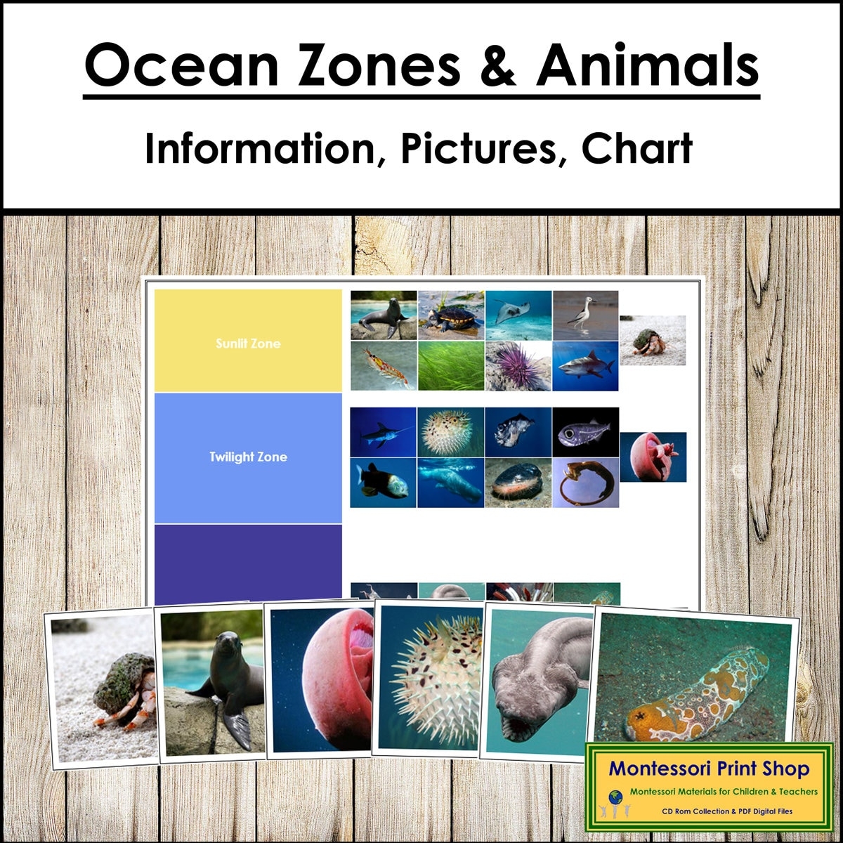 Ocean Zones And The Animals That Live There Sorting Cards U0026 Control Chart Zoology Printable Montessori Cards Digital Download Etsy
