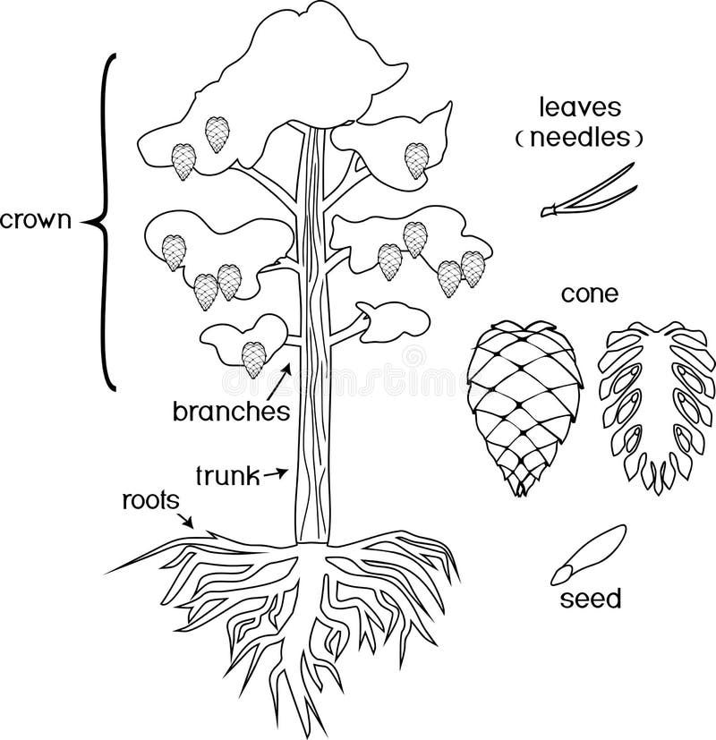 Pine Cone Coloring Stock Illustrations 584 Pine Cone Coloring Stock Illustrations Vectors U0026 Clipart Dreamstime