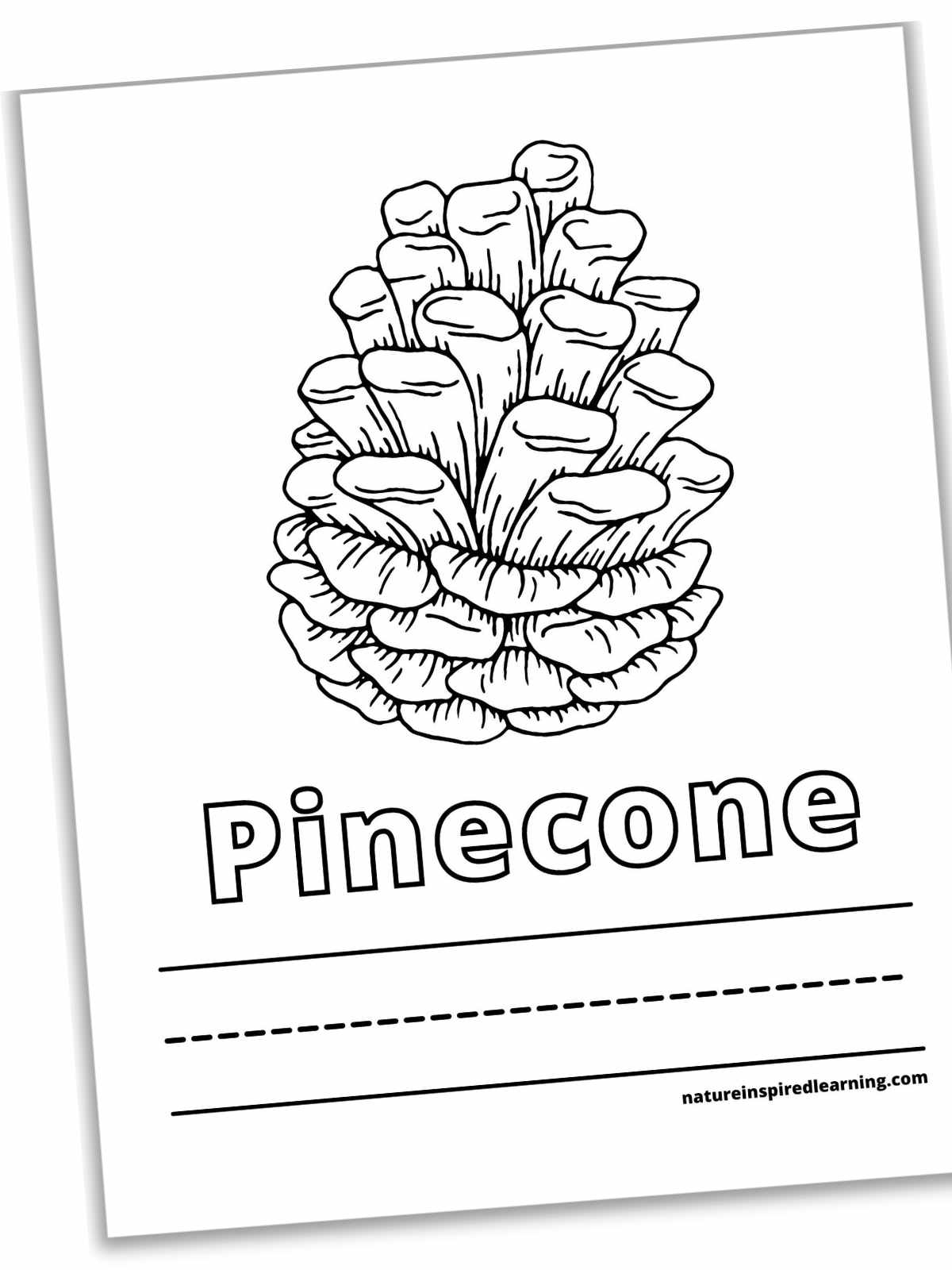 Pinecone Coloring Pages Nature Inspired Learning