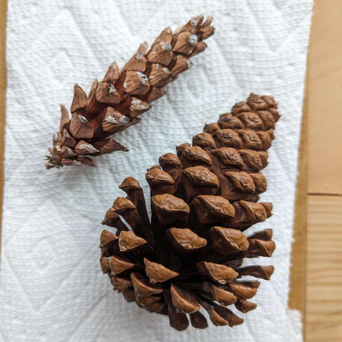 Pinecone Experiment Nature Inspired Learning