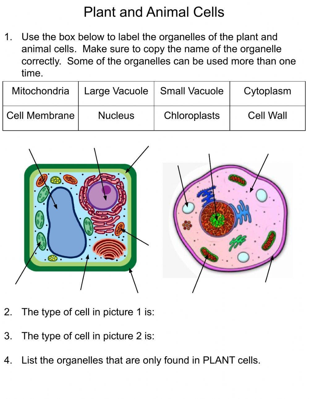Plant And Animal Cells Online Exercise Live Worksheets 