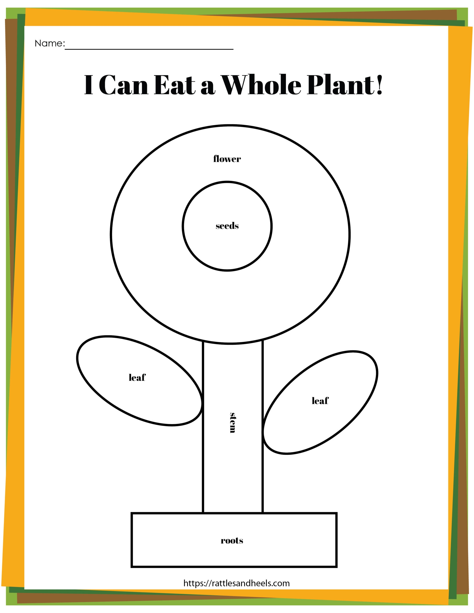 Plant Life Cycle Worksheets Free Printables For Kids Adanna Dill Plant Life Cycle Worksheets Free Printables For Kids Adanna Dill