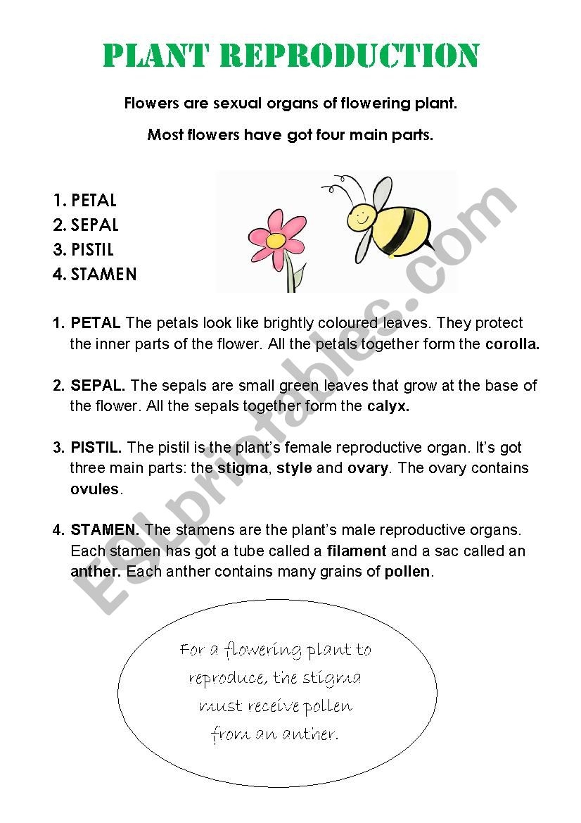 PLANTS REPRODUCTION ESL Worksheet By Belybla